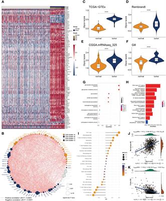 Deciphering glycosylation-driven prognostic insights and therapeutic prospects in glioblastoma through a comprehensive regulatory model